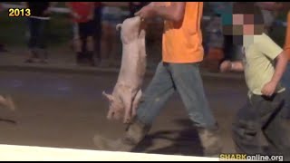 Animal Abuse Continues in Martinsville, Illinois