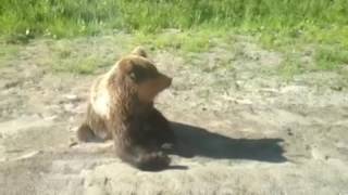 Любопытный медведь