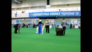 Лорекс Фенди ВОВ и BIG-1 на CACIB г.Киев 21 апреля 2012г.