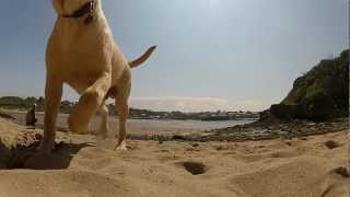 GoPro Hero 2 | Labrador Puppy Dog Playing in the Sun