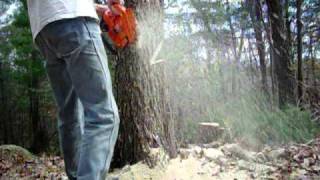 Husqvarna 445 - Falling Big Oak