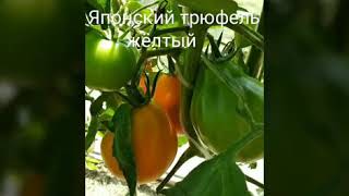 Моя коллекция томатов 2017-2018