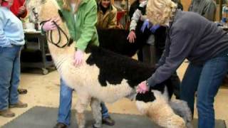 Alpaca Induction and Castration