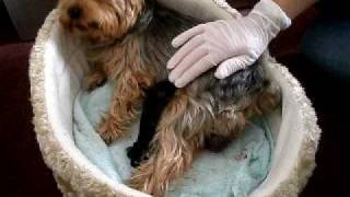 роды собаки (dog add new Life )