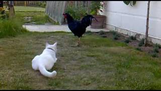 Chicken teaches Cat how to catch a Mouse!