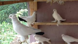 Кавказские Игровые голуби. Kavkaz Tumbler Pigeons. ( EXCLUSIVE IN USA)