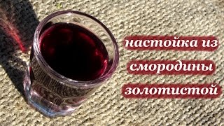 Рецепт настойки из смородины золотистой