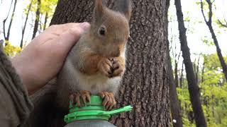 Про ласковую белку, которая любит грецкие орехи / About the affectionate squirrel who loves walnuts