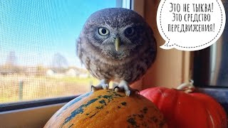 Тыквенный Лучик. Сова-тыковка на окошке