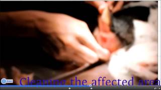 Anal Sac Abscess in a Dog