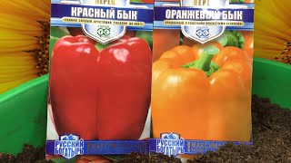 Сладкий перец. Что нужно добавить в грунт при посеве сладкого перца, чтобы он быстро взошел?