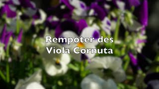 Rempoter des Viola Cornuta