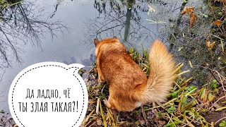 Видео с моим негодованием, непозитивное. Про неприём птиц с улицы и умиральные услуги