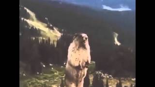 Screaming marmot (Орущий Сурок)