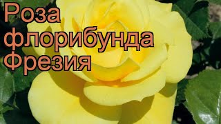 Роза флорибунда Фрезия (rose freesia friesia) ? роза Фрезия обзор: как сажать саженцы розы Фрезия