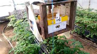 Работа шмелей Kopert natupol smart