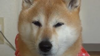 お腹すいたと知らせる犬 　　　　　　　 shiba inu かわいい柴犬動画