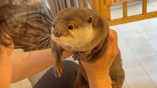 赤ちゃんをあやすようにカワウソをあやしてみた I tried to soothe the otter as if I were nursing a baby
