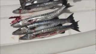 Barracuda Fujairah UAE Trolling Fishing سمك باراكودا تشخيط (جد) الفجيرة