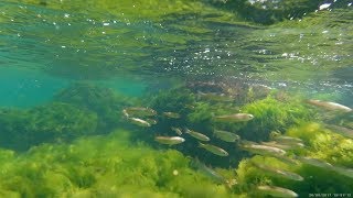 GitUp G3 Duo factory sample - 2160p underwater recording 1