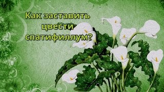 Спатифиллум. Почему не цветёт спатифиллум? Комнатные цветы..