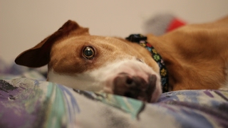 Pets: Next Top Model ✶ Round 1 - Eyes ✶