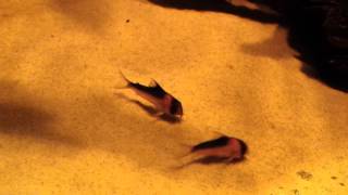 Corydoras duplicareus - ground crew