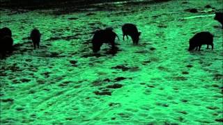 Ночная охота с луком на кабана. Wild boar night bowhunting.