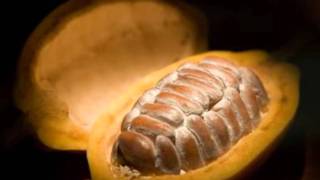 VIDEO ELABORACIÓN DEL CHOCOLATE