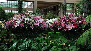 Райские сады Пьера Дюпона (Longwood Gardens)