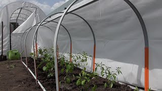 ВЫСАДИЛА ПЕРЦЫ В ПАРНИК "АГРОЩИТ". 