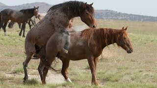 Horse mating story 3