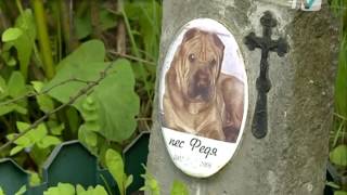 Кладбище домашних животных на Костюшко, 5 ликвидируют за счет средств бюджета