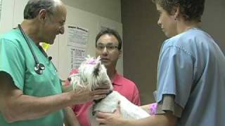 Steve Dale: Dog Microchipping