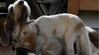 Puppy Spinone giving her new sister a cuddle