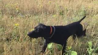Курцхаар, 1.3 года. Охота по перепелу. German shorthaired pointer, GSP, hunting for quail.