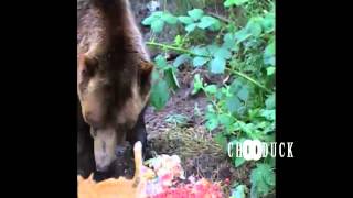 Cats vs Bears compilation (Коты против медведей)