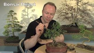 Bonsai DVD 1 Chapter 7 - Basic Bonsai Pruning