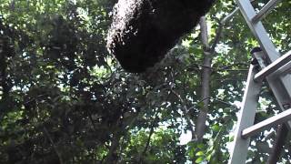 СЕКРЕТЫ СНЯТИЯ РОЯ С 10 ТИ МЕТРОВОЙ ВЫСОТЫ SECRETS OF REMOVAL Roy C 10 meter HEIGHT