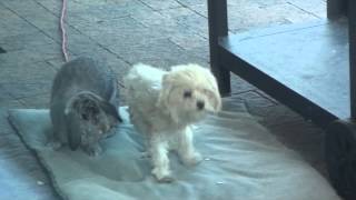 Rabbit having sex with Dog