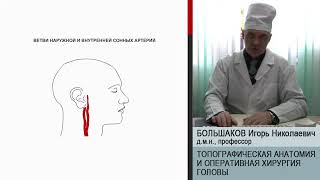 Лекция. Топографическая анатомия и оперативная хирургия головы — Большаков