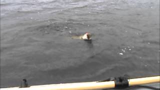 PIKE FISHING - LYDEKU ZVEJYBA AIRIJOJE