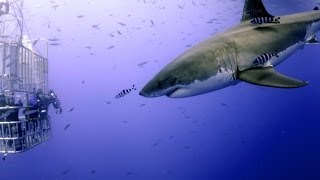 Great White Shark Scuba Diving Face to Face with 13 Footer!!! Over 529,000 views!