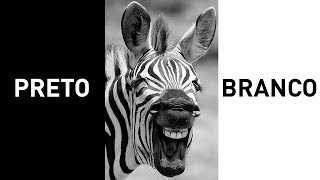 Por Que Muitos Animais São Pretos E Brancos