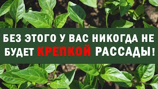 Без этого у вас никогда не будет крепкой рассады!