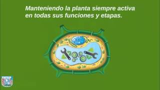 ¿Qué es el estrés en las plantas?