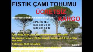 fıstıkçamı tohumu