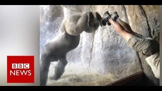 Gorilla learns handstand in Florida zoo- BBC News
