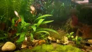 Аквариум Гуппи, Fish Guppies