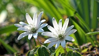 みかも山公園 (三毳山) に春が来た！ : カタクリ開花状況 Spring Has Come to Mikamo Mountain! : 4K
